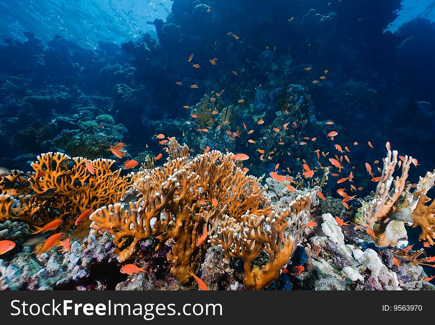 Ocean, fish and coral taken in the red sea.