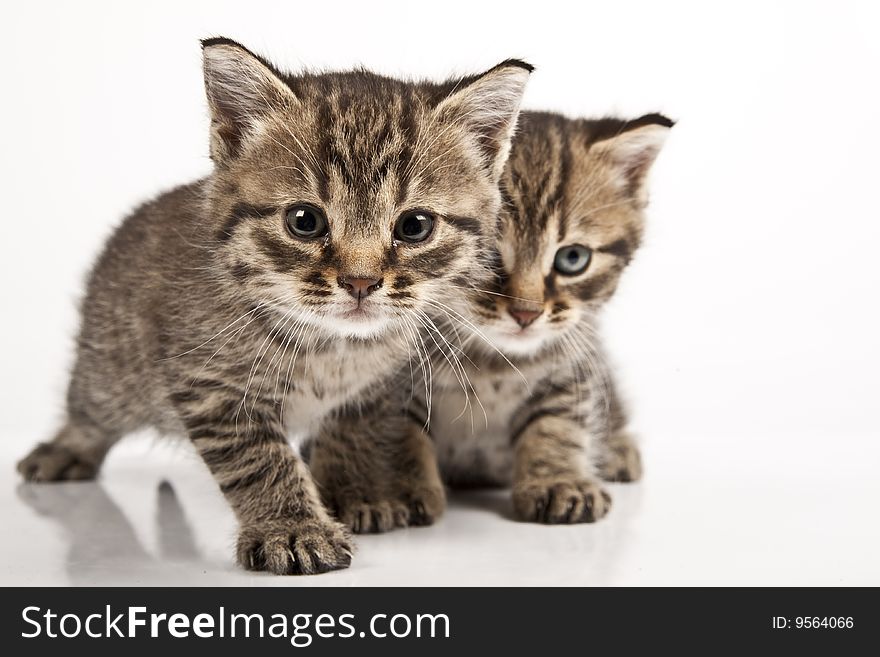 Cute striped kitten on white background