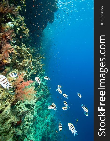 Ocean, fish and coral taken in the red sea.