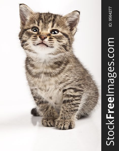 Cute striped kitten on white background