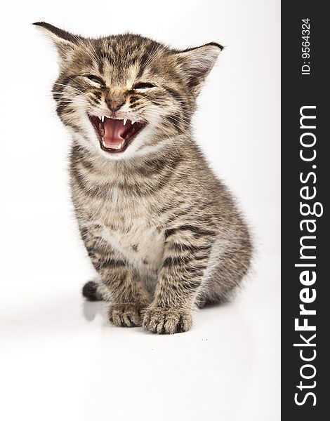 Cute striped kitten on white background