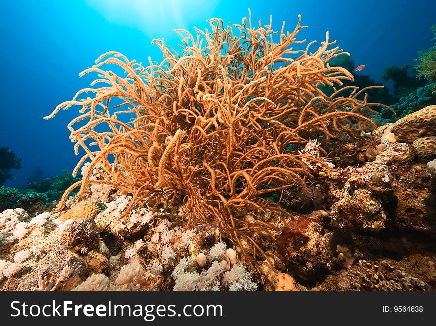 Ocean, fish and coral taken in the red sea.