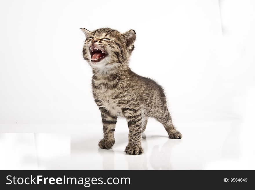 Cute striped kitten on white background