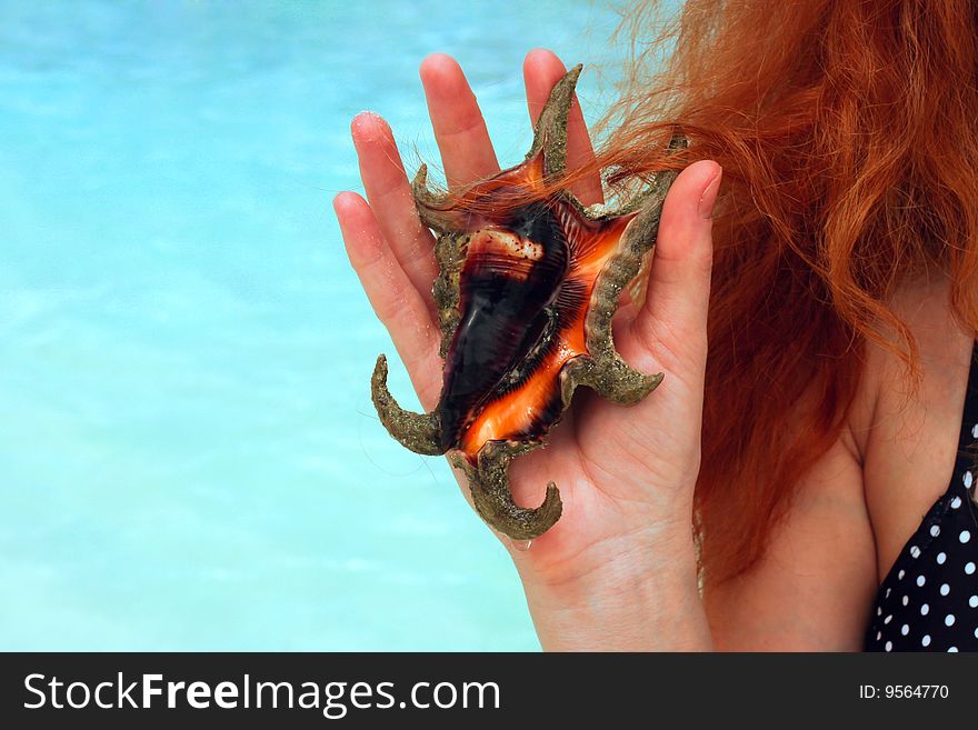 Seashell in womans hand on blue sea background