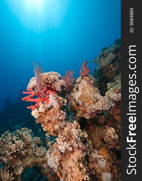 Ocean, fish and coral taken in the red sea.