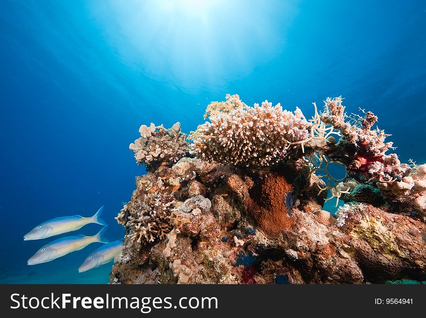 Ocean, fish and coral taken in the red sea.