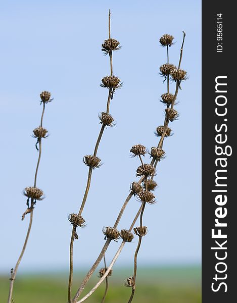 Dry field flowers on a background of pure blue sky