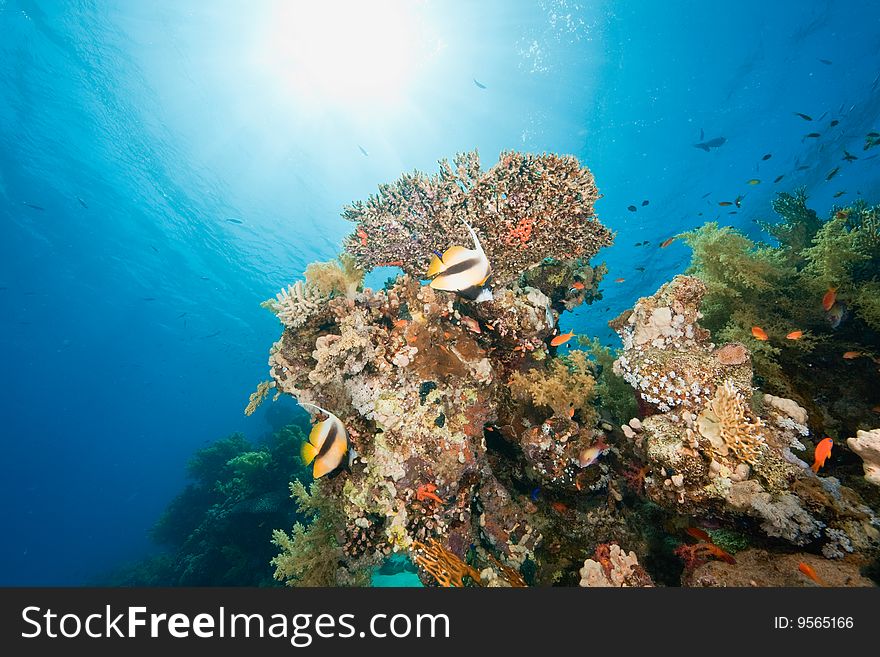 Ocean, fish and coral taken in the red sea.