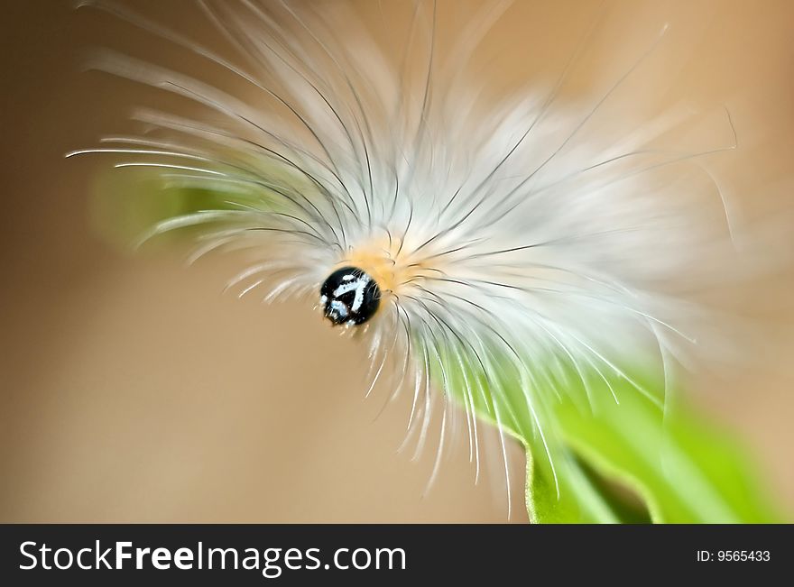 A hairy caterpillar rest on leaf close up