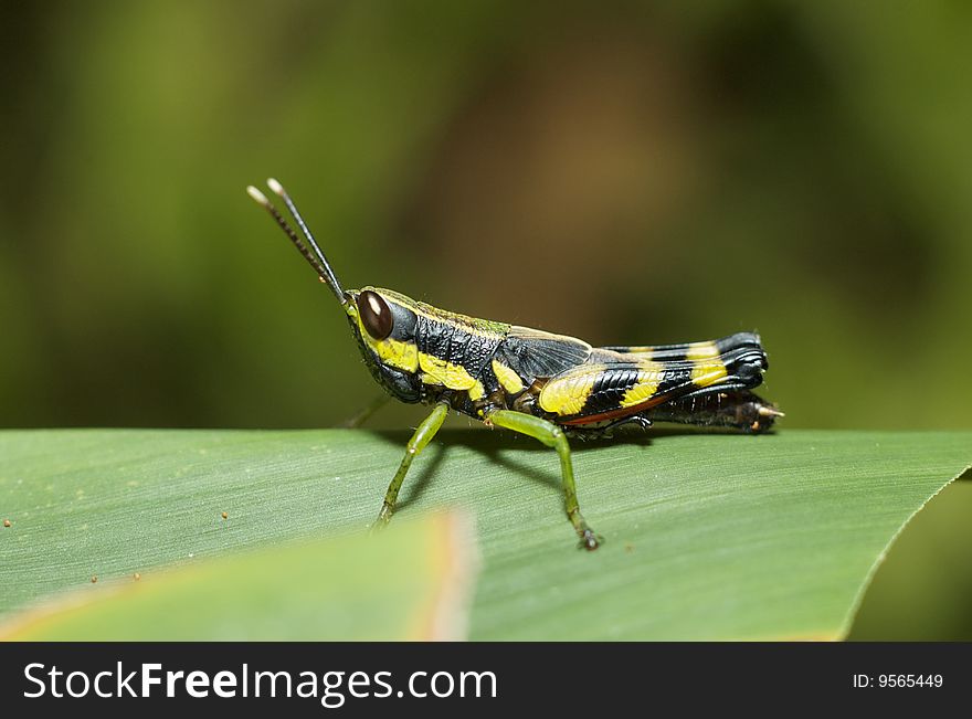 Young grasshopper rest on a green leaf