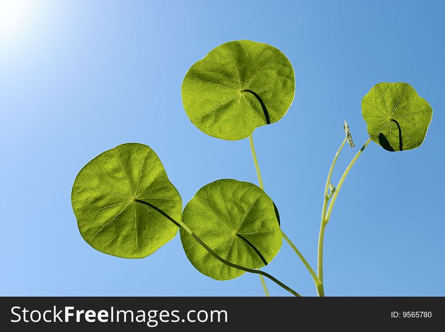 Leaves of a nasturtium on a background of the blue sky. Leaves of a nasturtium on a background of the blue sky