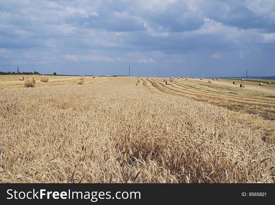 Ripe wheat field, mown, with many straw rolls on it. Ripe wheat field, mown, with many straw rolls on it