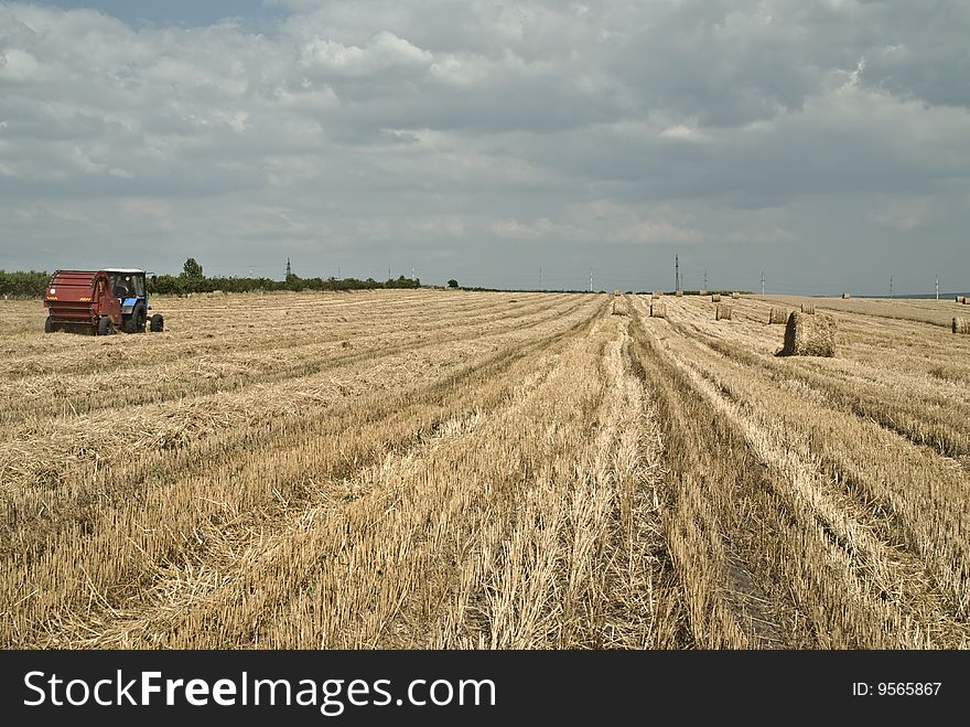 Ripe wheat field, mown, with many straw rolls on it. Ripe wheat field, mown, with many straw rolls on it