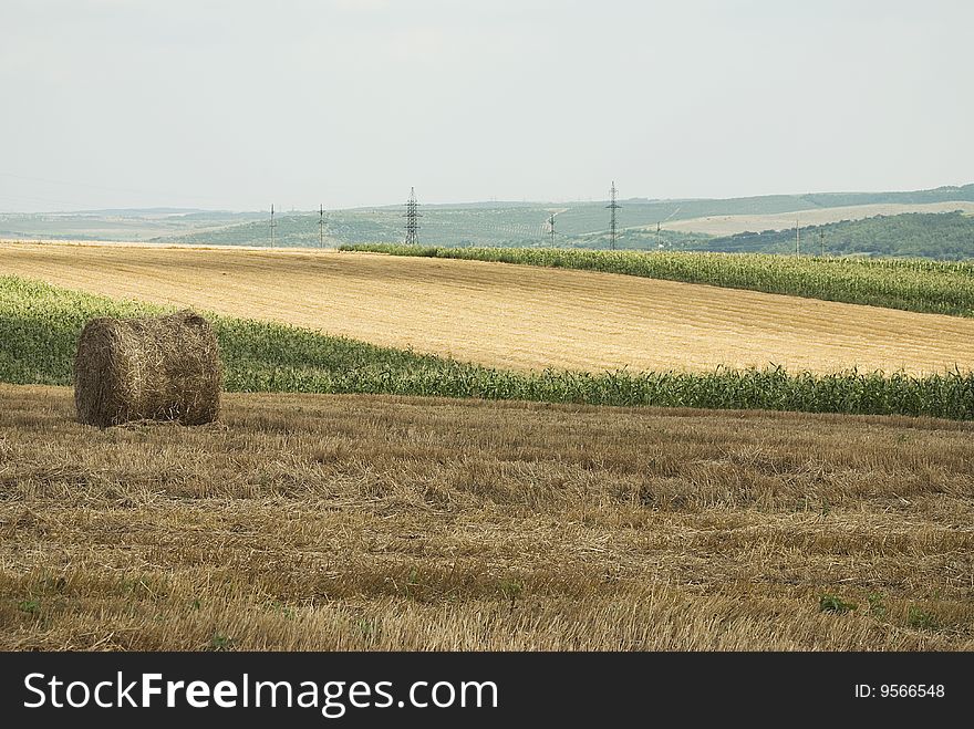 Ripe wheat field, mown, with many straw rolls on it. Ripe wheat field, mown, with many straw rolls on it