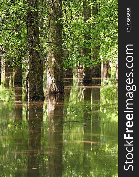 Some Tree reflections in water