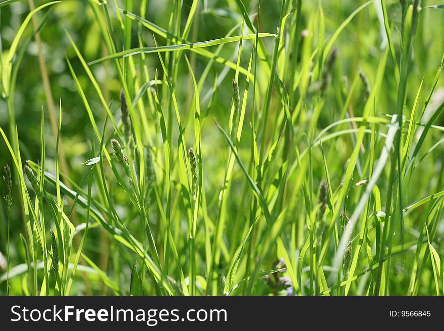 Summer Background: Bright Green Grass. Summer Background: Bright Green Grass