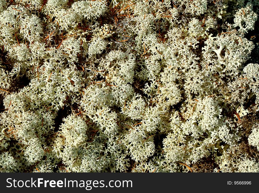 Moss in tundra in the form of a continuous cover of soil