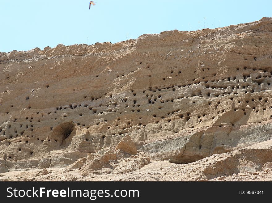 Swallow nests in sand and swallows flying. Swallow nests in sand and swallows flying