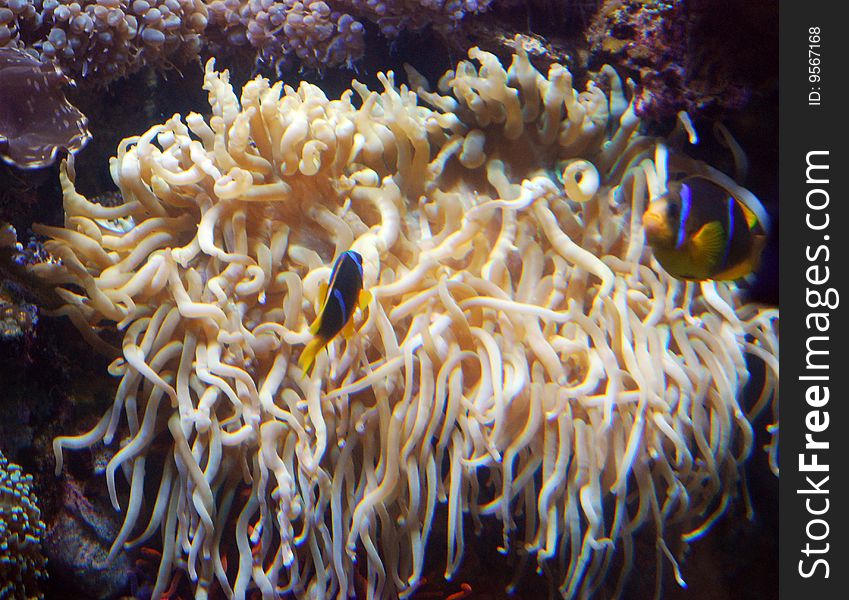 Two tropical fish on the front of a yellow coral.