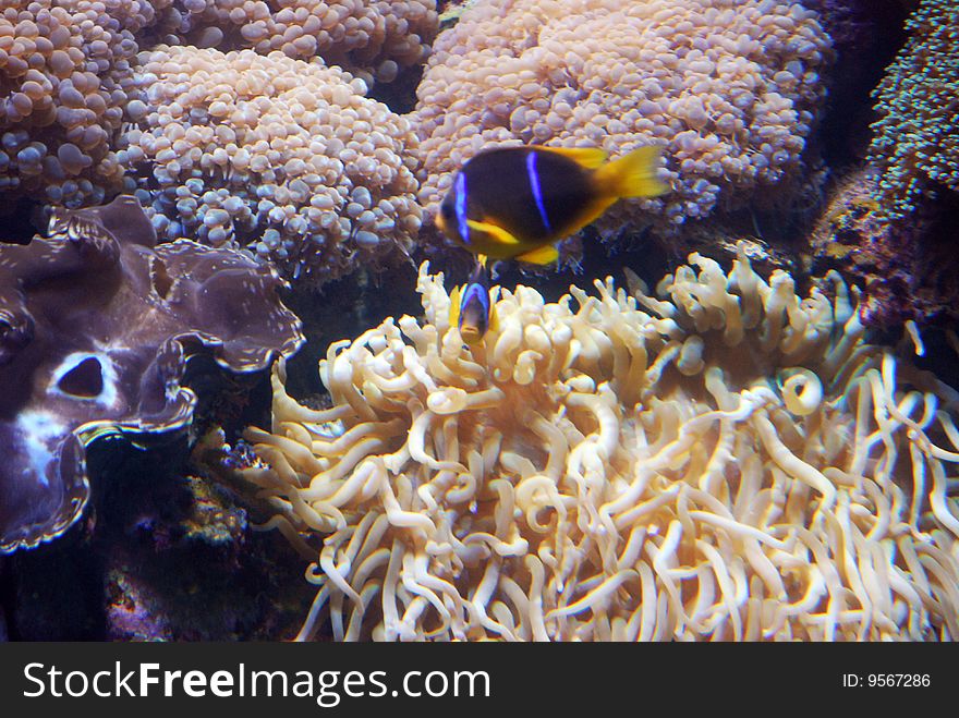 Two tropical fish on the front of a yellow coral.