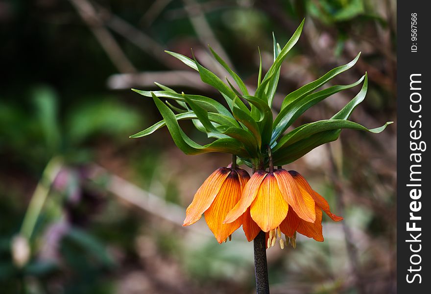 Upside Down Tulip (Crown Imperial)