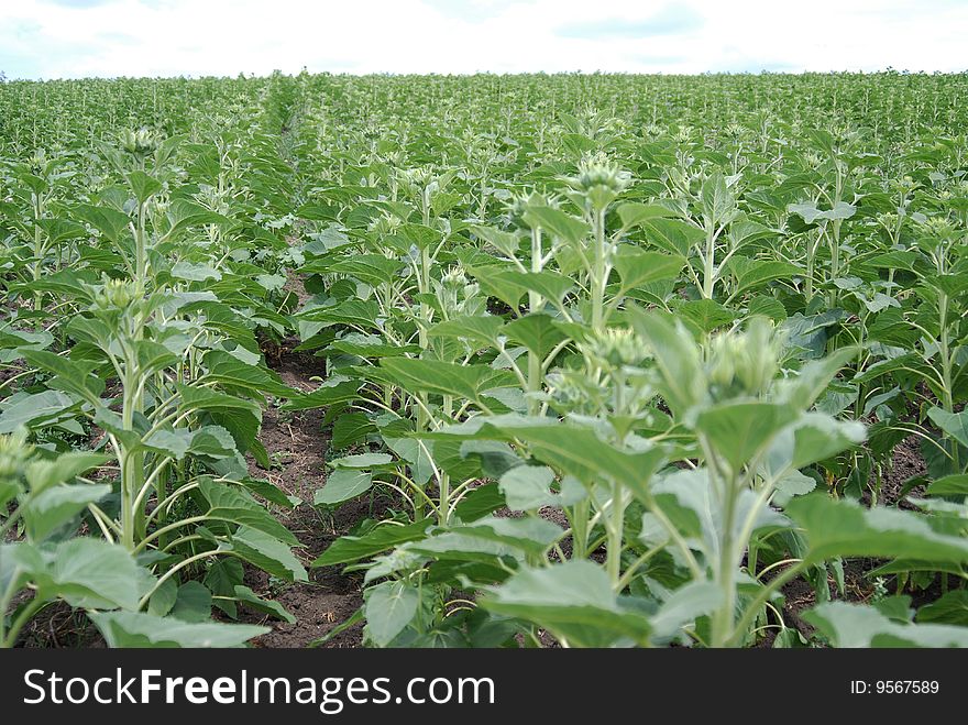 Young sunflowers field, without flowers yet