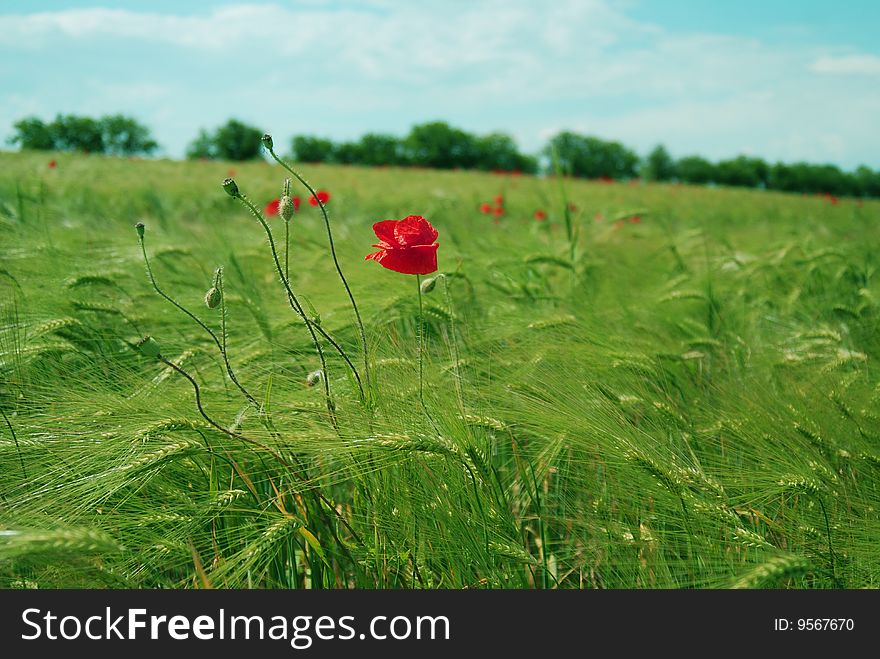 Red Poppies Field