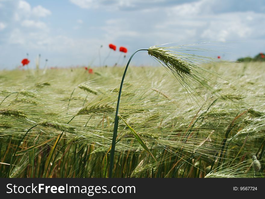 Red poppies field in a green wheat field