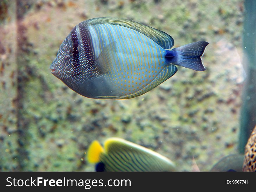 Two tropical fish on the sea of Eilat, Israel