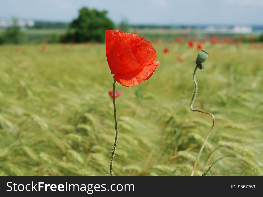 Red Poppies Field