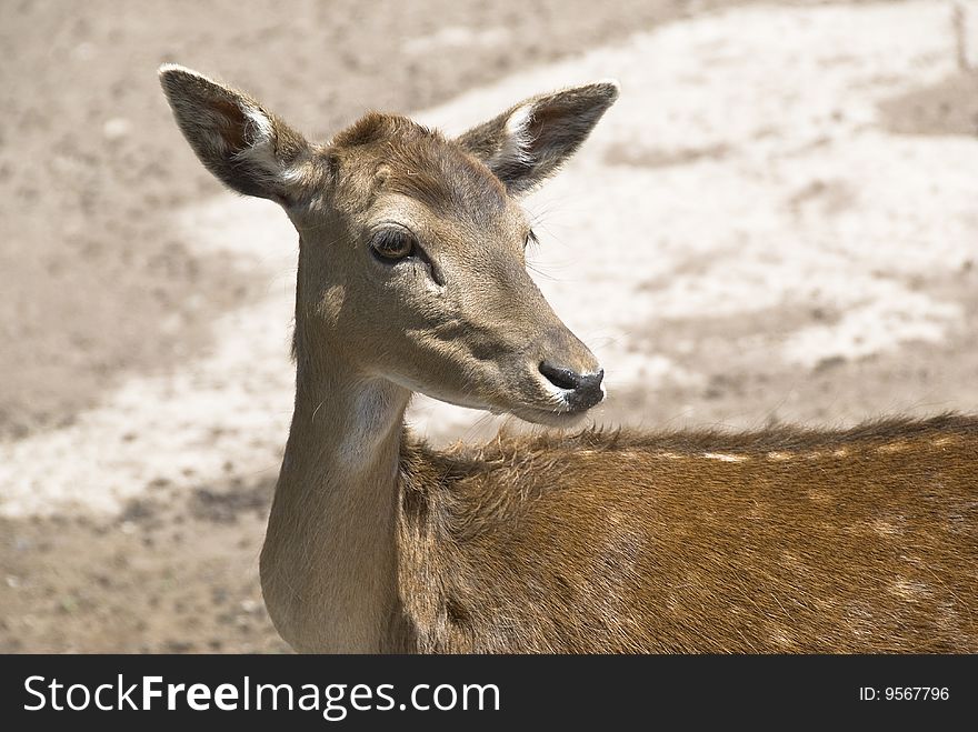 Close view of spotted deer.