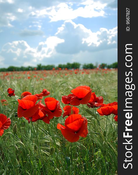 Red poppies field in a green wheat field