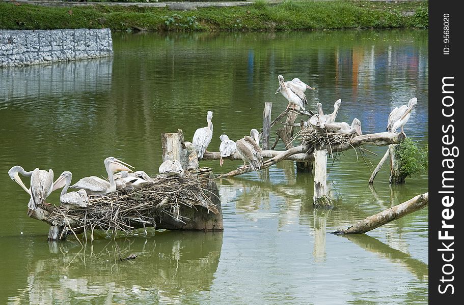 A flock of pelicans resting on top of tree branch.