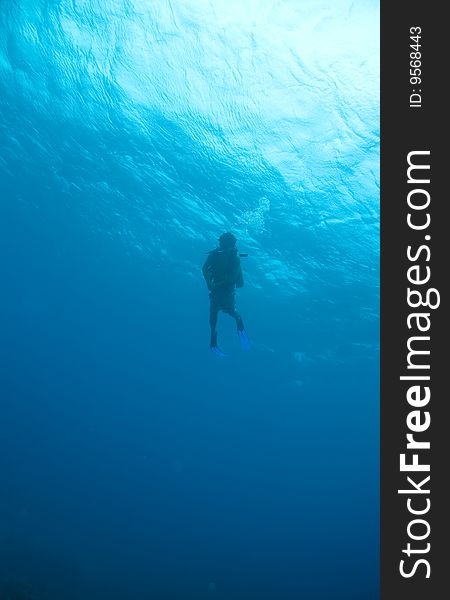 Diver silhouette under water swimming