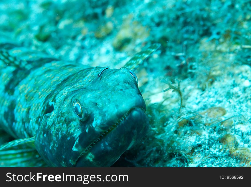 Lizard fish with neon gobi on his head