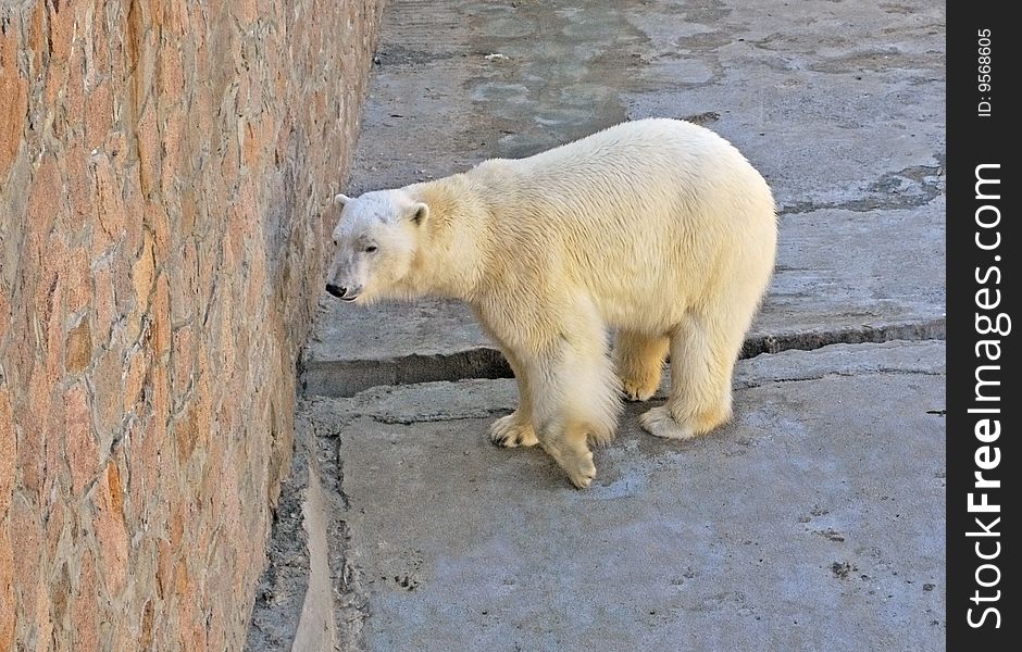 The white arctic bear near stone wall