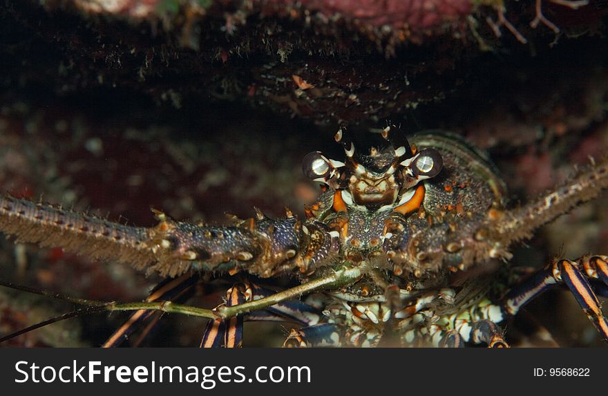 Close up of a lobster in honduras