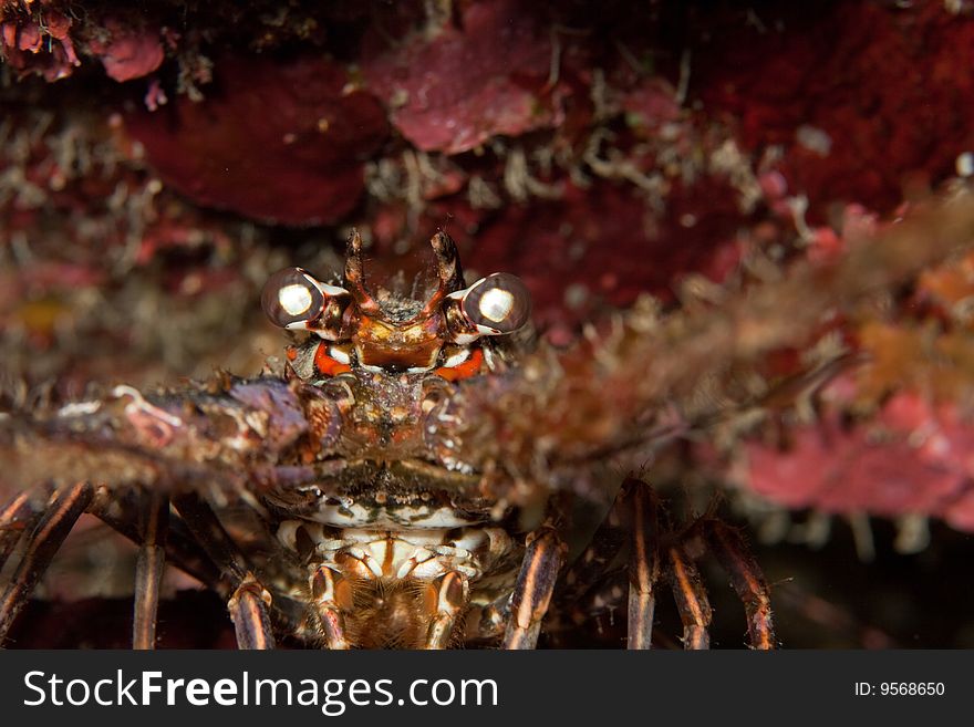 Close up of a lobster in honduras