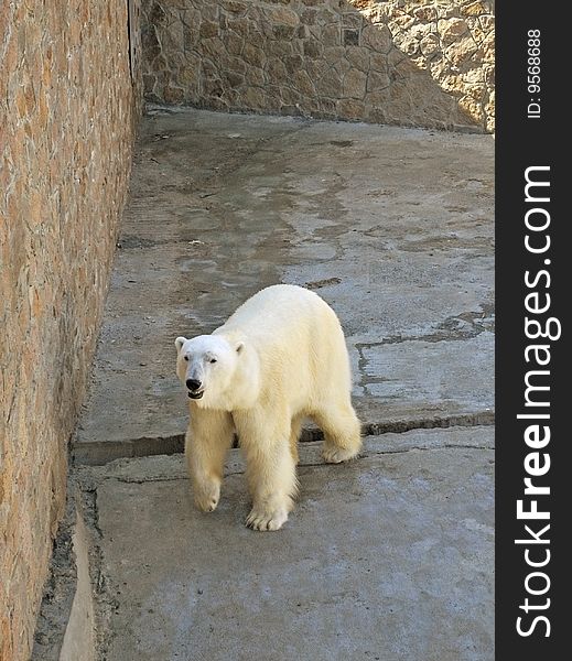 White arctic bear near stone wall