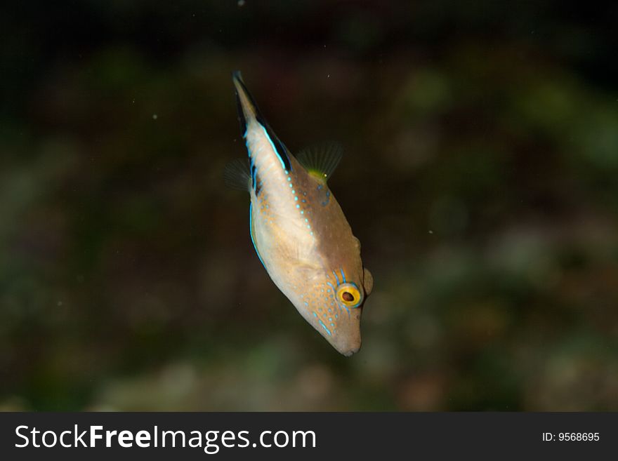 Small puffer fish swimming away