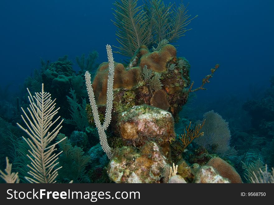 Reef and Sea Fans