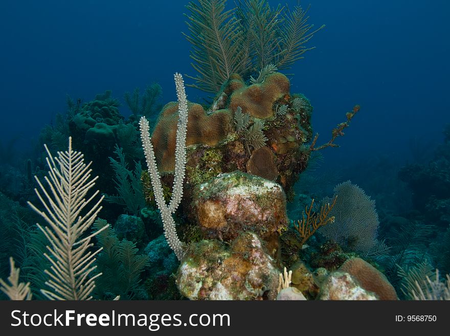 Reef and sea fans in an outcropping