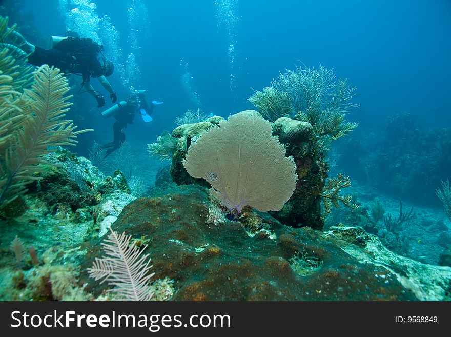 Reef, Sea Fans And Divers
