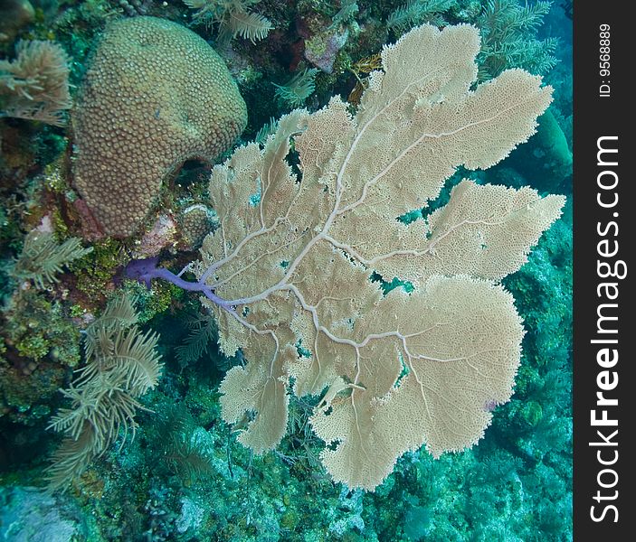 Reef and sea fans in an outcropping