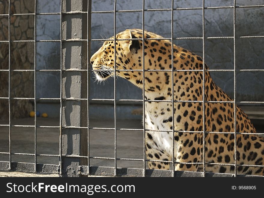 Leopard behind lattice, wistful glance. Leopard behind lattice, wistful glance