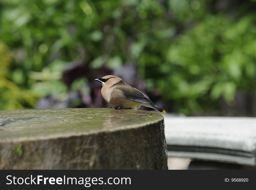 A Cedar Waxwing enjoys a bubbling fountain