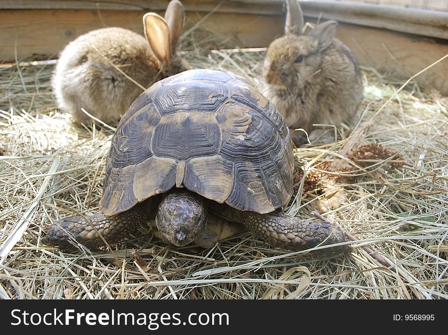 Terrapin and two rabbits on hay