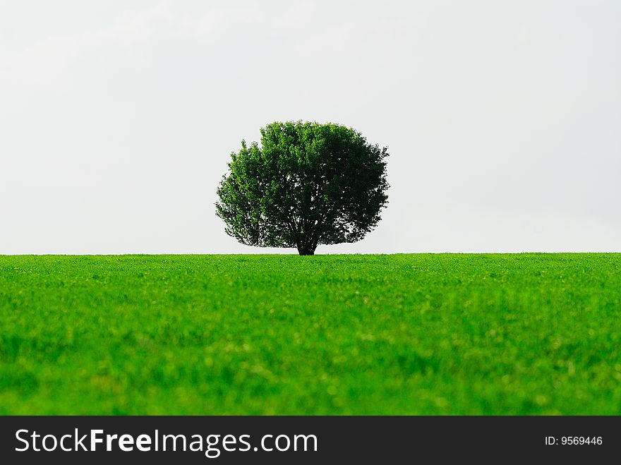 Single tree in  green field on  background of light sky