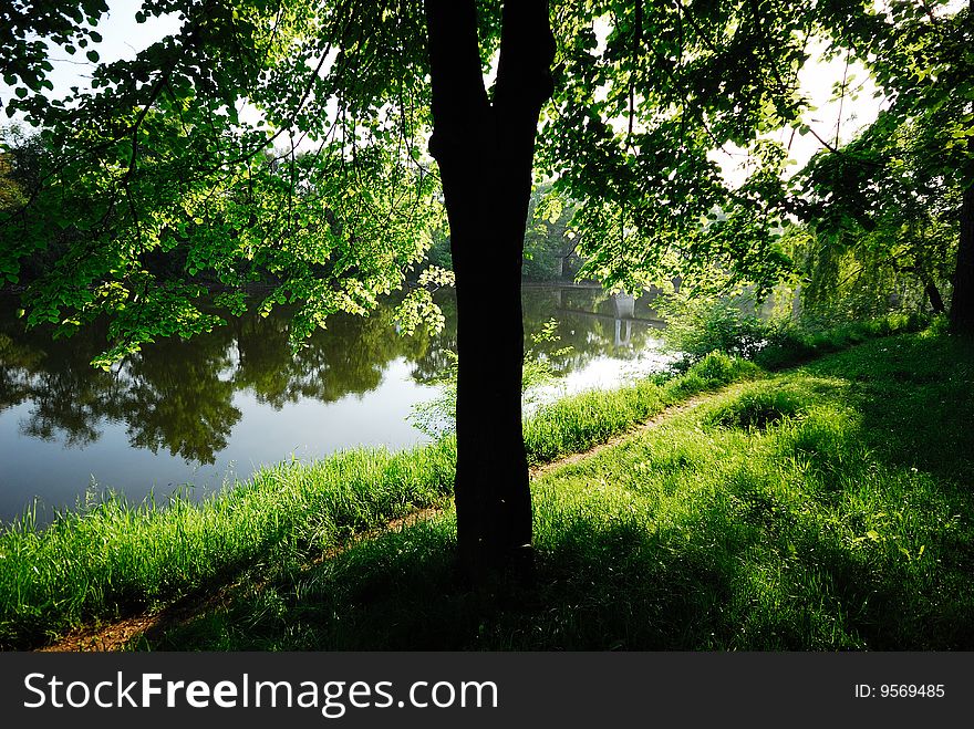 Green tree on coast of  river in park and  footpath, morning light. Green tree on coast of  river in park and  footpath, morning light