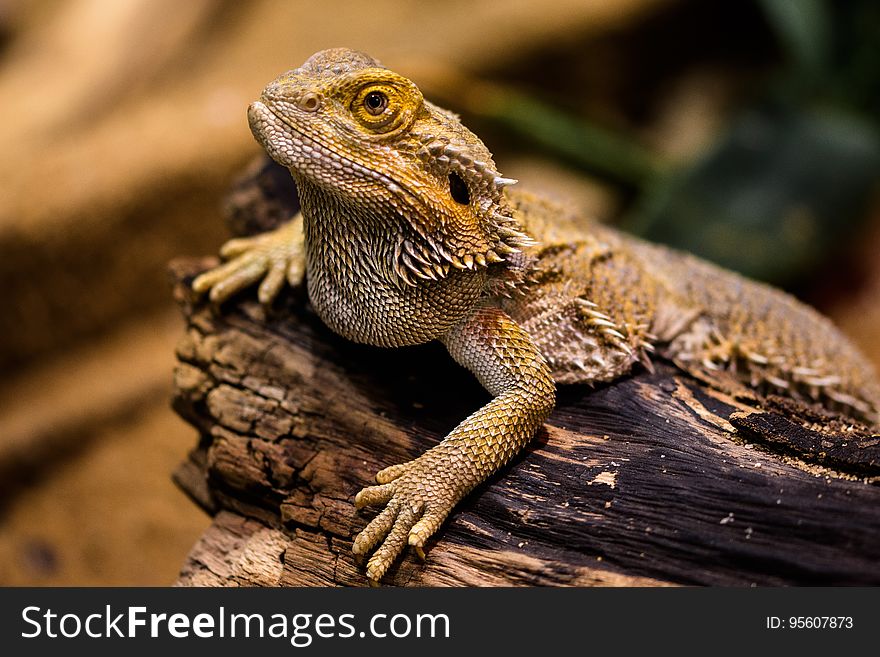 Reptile, Scaled Reptile, Lizard, Terrestrial Animal